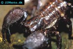 pandinus imperator common emperor scorpion pandinus imperator common emperor scorpion