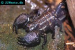 pandinus imperator common emperor scorpion pandinus imperator common emperor scorpion