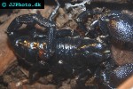 pandinus imperator common emperor scorpion pandinus imperator common emperor scorpion