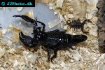 pandinus imperator common emperor scorpion pandinus imperator common emperor scorpion