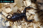 pandinus imperator common emperor scorpion pandinus imperator common emperor scorpion