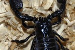 pandinus imperator common emperor scorpion pandinus imperator common emperor scorpion