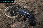 pandinus imperator common emperor scorpion pandinus imperator common emperor scorpion