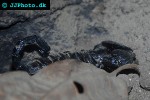 pandinus imperator common emperor scorpion pandinus imperator common emperor scorpion