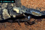 rhopalurus junceus blue scorpion rhopalurus junceus blue scorpion