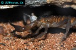 rhopalurus junceus blue scorpion rhopalurus junceus blue scorpion