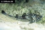 agonus cataphractus agonus cataphractus