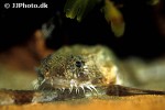 agonus cataphractus agonus cataphractus