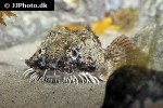 agonus cataphractus agonus cataphractus