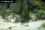 agonus cataphractus agonus cataphractus