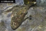 artedius fenestralis artedius fenestralis