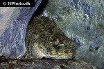 artedius fenestralis artedius fenestralis