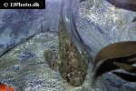 artedius fenestralis artedius fenestralis
