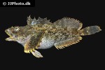 artedius fenestralis artedius fenestralis