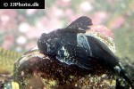 clinocottus globiceps clinocottus globiceps
