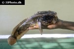 cottunculus thomsonii cottunculus thomsonii