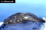 cottus bairdii cottus bairdii