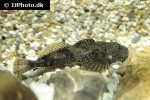 cottus gobio cottus gobio