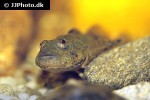 cottus gobio cottus gobio