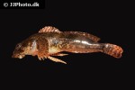 cottus poecilopus cottus poecilopus
