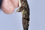 cottus poecilopus cottus poecilopus
