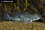 cottus poecilopus cottus poecilopus