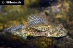 cottus poecilopus cottus poecilopus