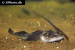 myoxocephalus quadricornis myoxocephalus quadricornis