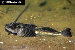 myoxocephalus quadricornis myoxocephalus quadricornis