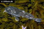 myoxocephalus scorpius myoxocephalus scorpius