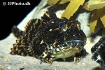myoxocephalus scorpius myoxocephalus scorpius