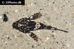 myoxocephalus scorpius myoxocephalus scorpius