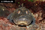 myoxocephalus scorpius myoxocephalus scorpius