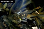 myoxocephalus scorpius myoxocephalus scorpius