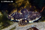 myoxocephalus scorpius myoxocephalus scorpius