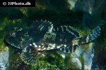 myoxocephalus scorpius myoxocephalus scorpius