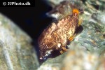 rhamphocottus richardsonii rhamphocottus richardsonii