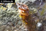 rhamphocottus richardsonii rhamphocottus richardsonii
