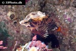 rhamphocottus richardsonii rhamphocottus richardsonii