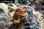 rhamphocottus richardsonii rhamphocottus richardsonii