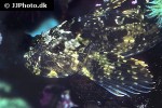 scorpaenichthys marmoratus scorpaenichthys marmoratus