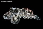 scorpaenichthys marmoratus scorpaenichthys marmoratus