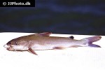 ariopsis felis ariopsis felis