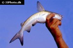 carlarius latiscutatus carlarius latiscutatus