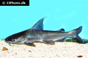 Sea Catfish