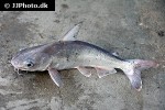 jayaramichthys leptonotacanthus jayaramichthys leptonotacanthus