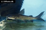 neoarius berneyi neoarius berneyi