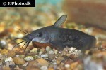 neosilurus ater neosilurus ater