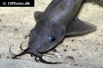 neosilurus ater neosilurus ater