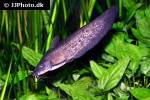 neosilurus ater neosilurus ater